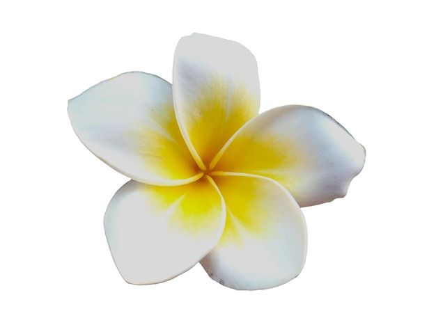 White Flowers Cosmetics & Spa – Frangepani avagy Pluméria –